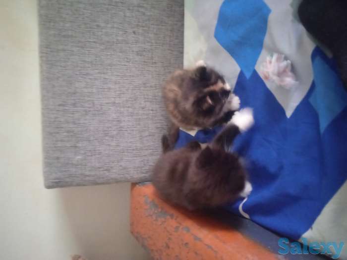 Отдам котят, фотография 1