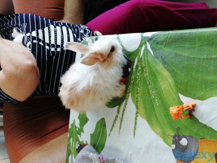 Продам декоративных крольчат 1 месяц, фотография 2