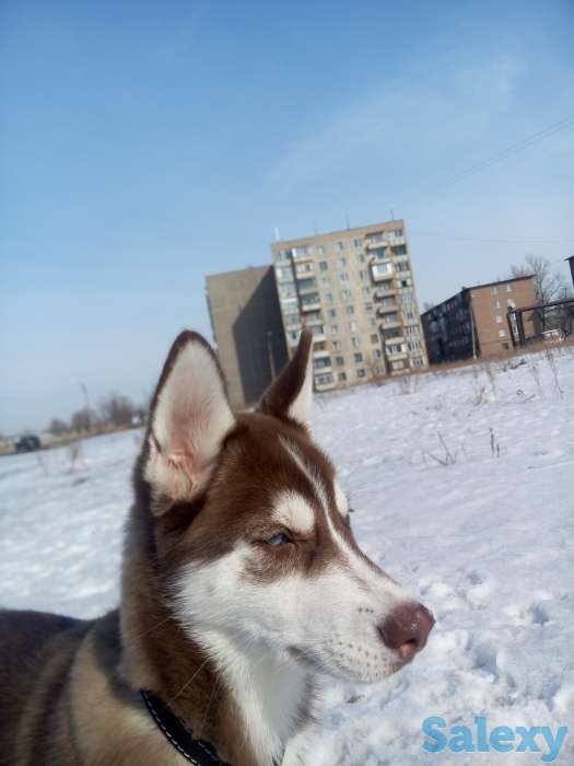 замечательная хаски, фотография 3