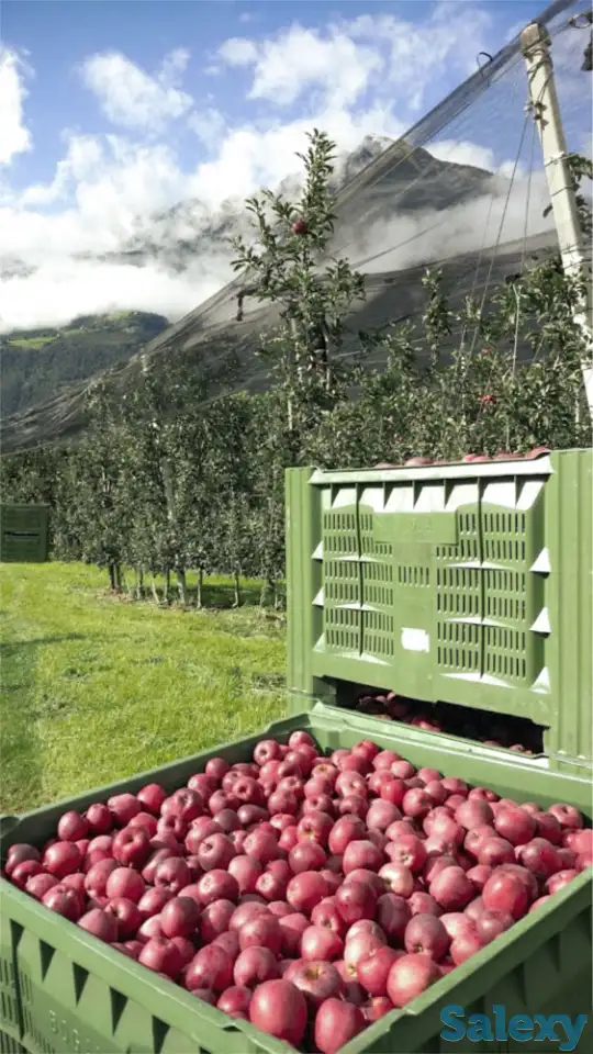 Антиградовая сетка для яблок, винограда и других культур, фотография 2