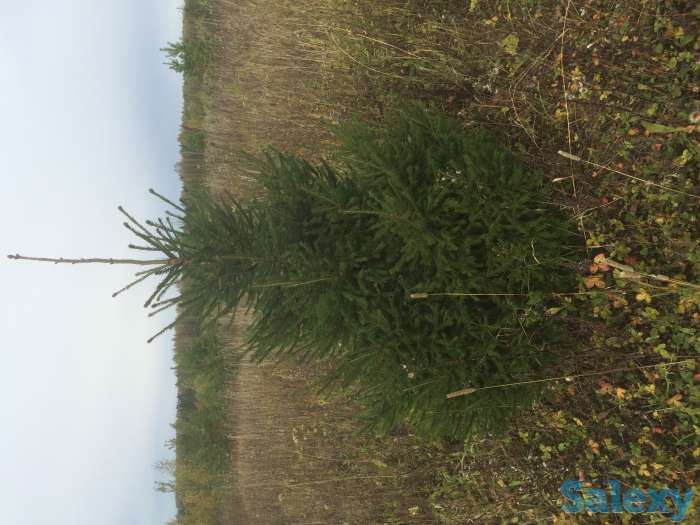 Саженцы крупномеры ель, сосна, береза, фотография 12