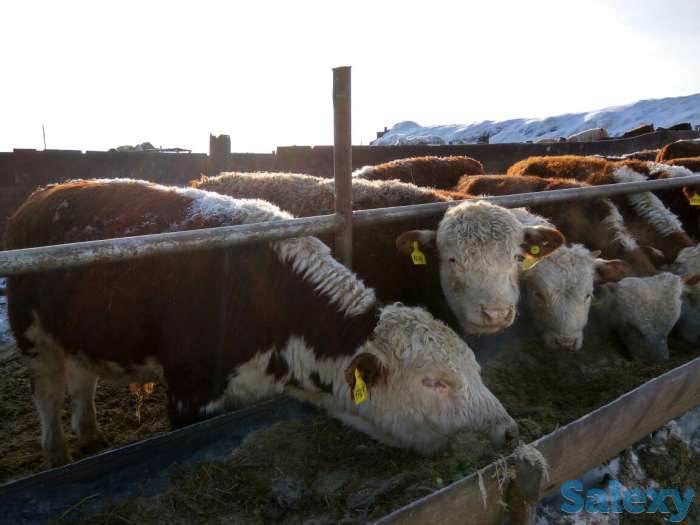 Высокопродуктивный племенной скот из России, фотография 1