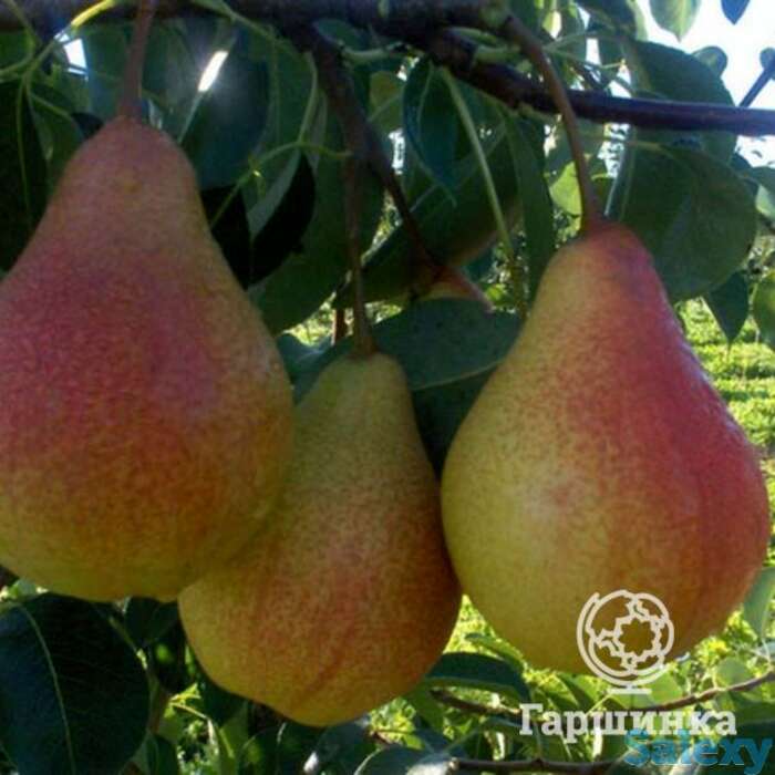 Груша кафедральная, фотография 1