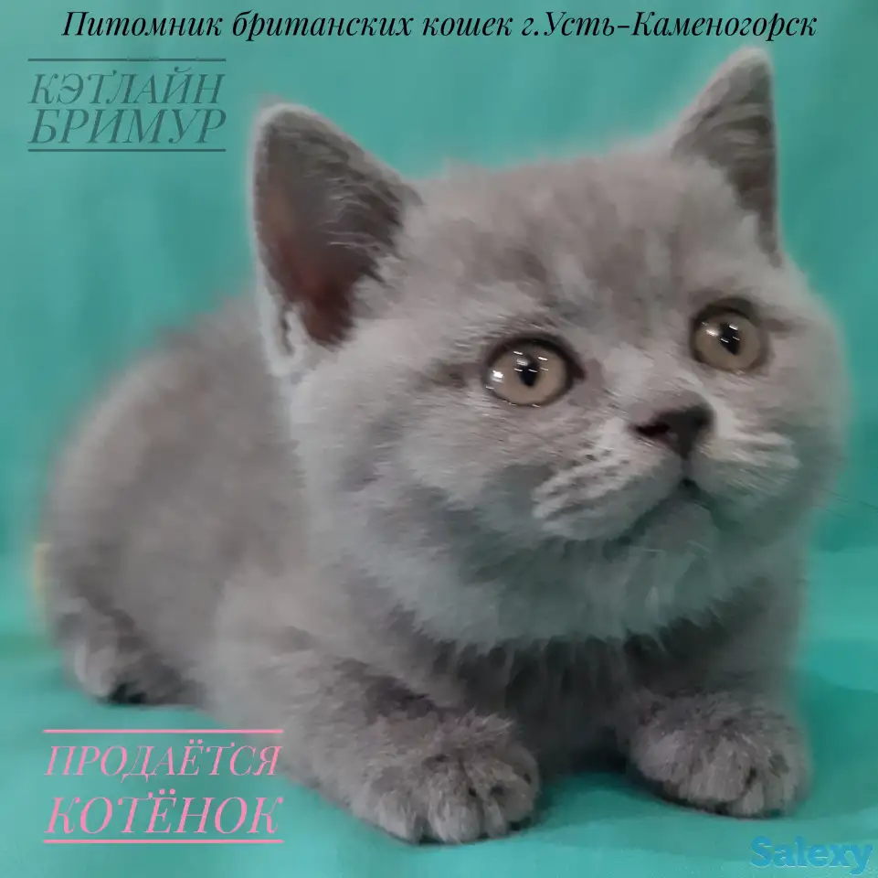 Британские котята, фотография 7