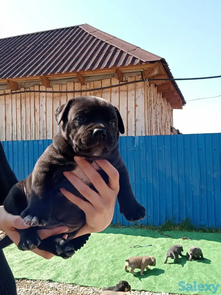 Продам щенков Американского булли Pocket, фотография 4