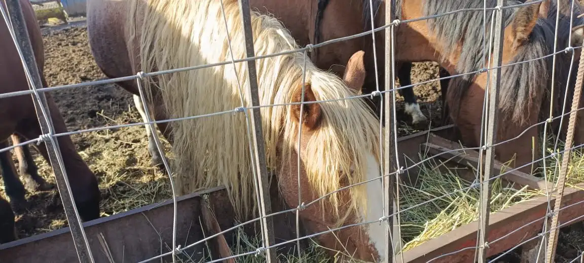 СХ скотоводство, фотография 3