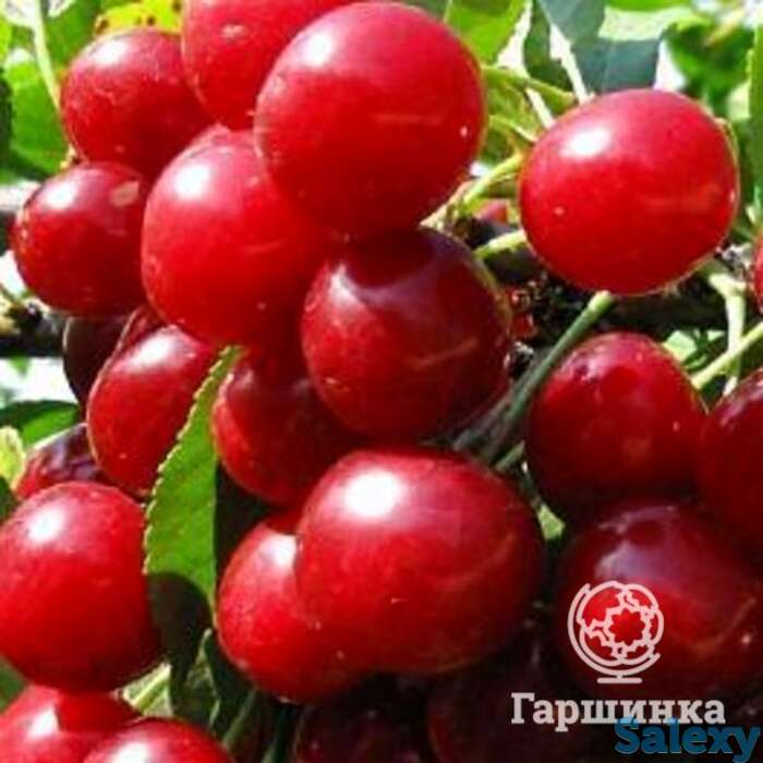 Вишня олимпийская, фотография 1