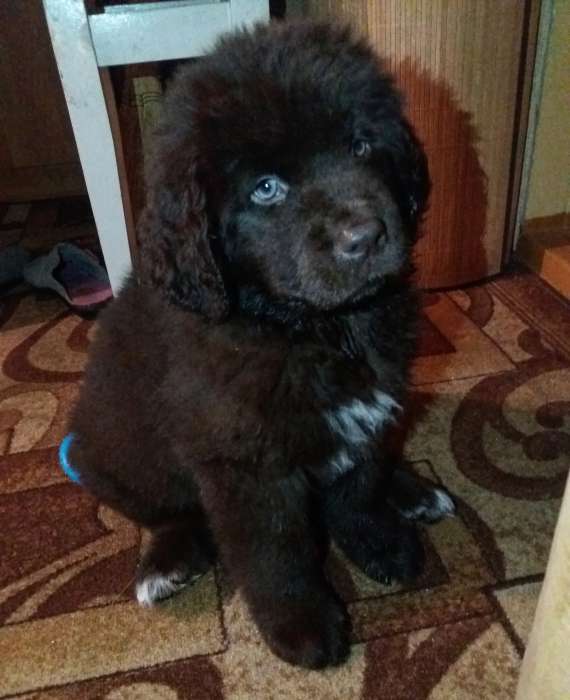 Продам щенка ньюфаундленда , фотография 1