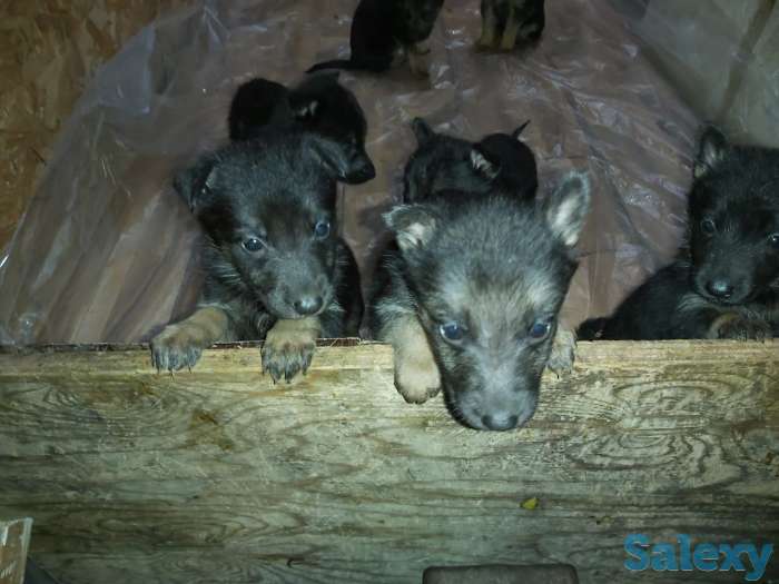 Продам щенков Немецкой овчарки, фотография 2
