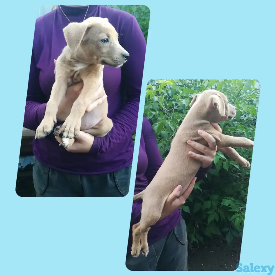 Стаффордширский терьер щенки продам, фотография 6