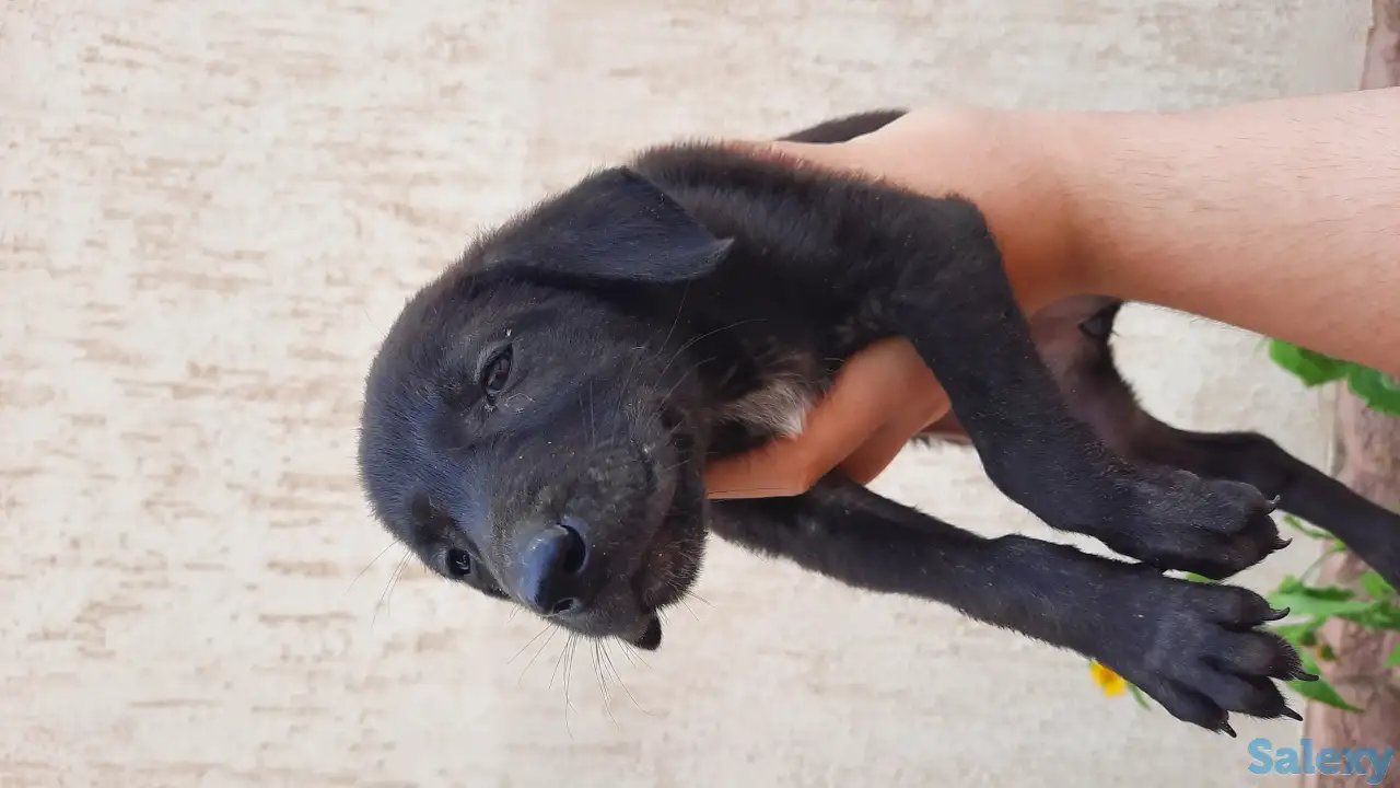 продам щенков, порода курцхаар, фотография 8