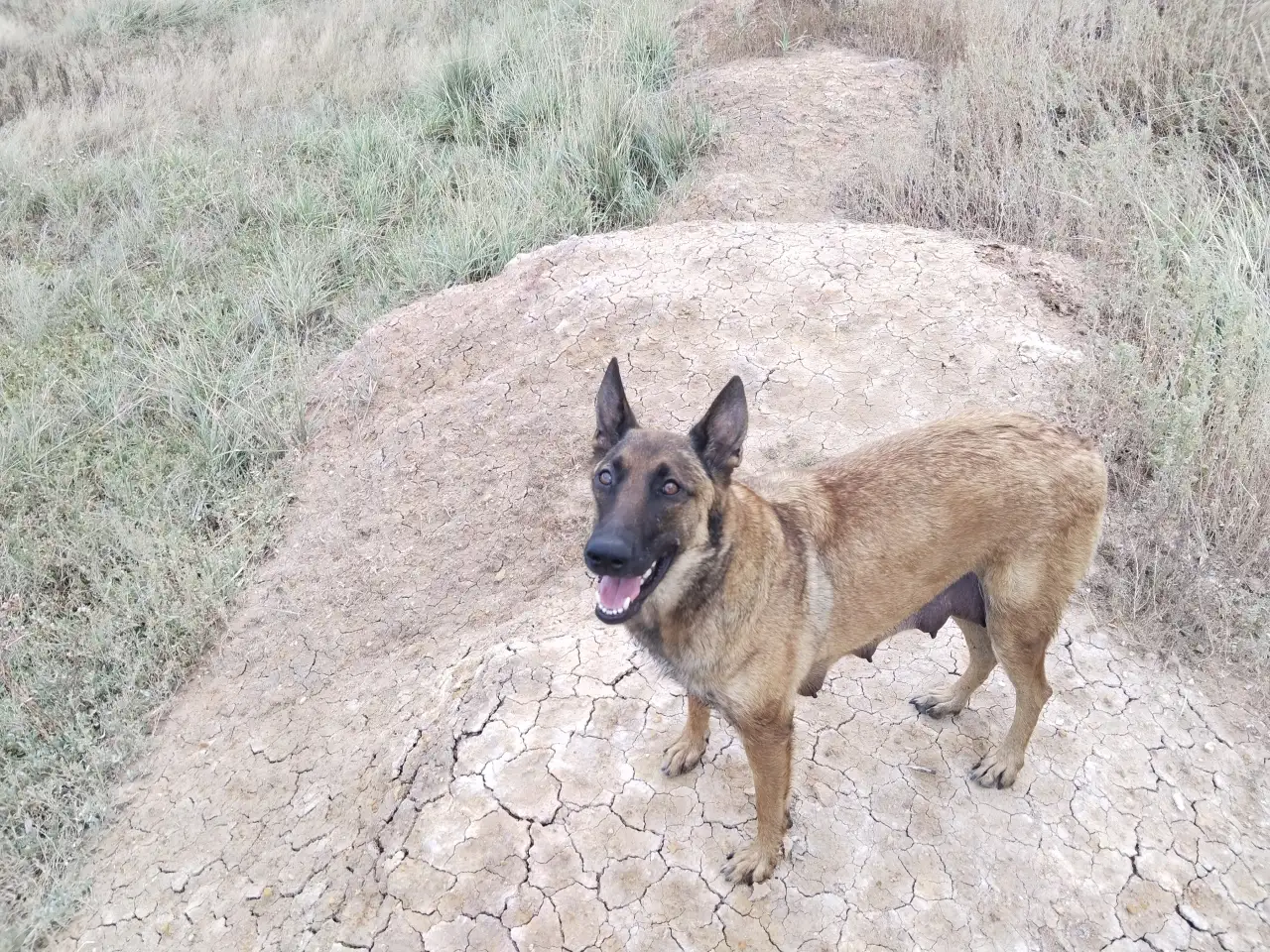 Щенки бельгийской овчарки, фотография 2