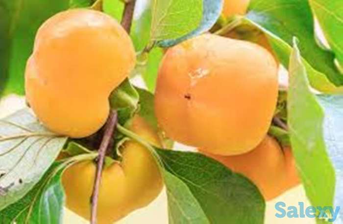 Саженцы гранат, хурма, инжир, фотография 6