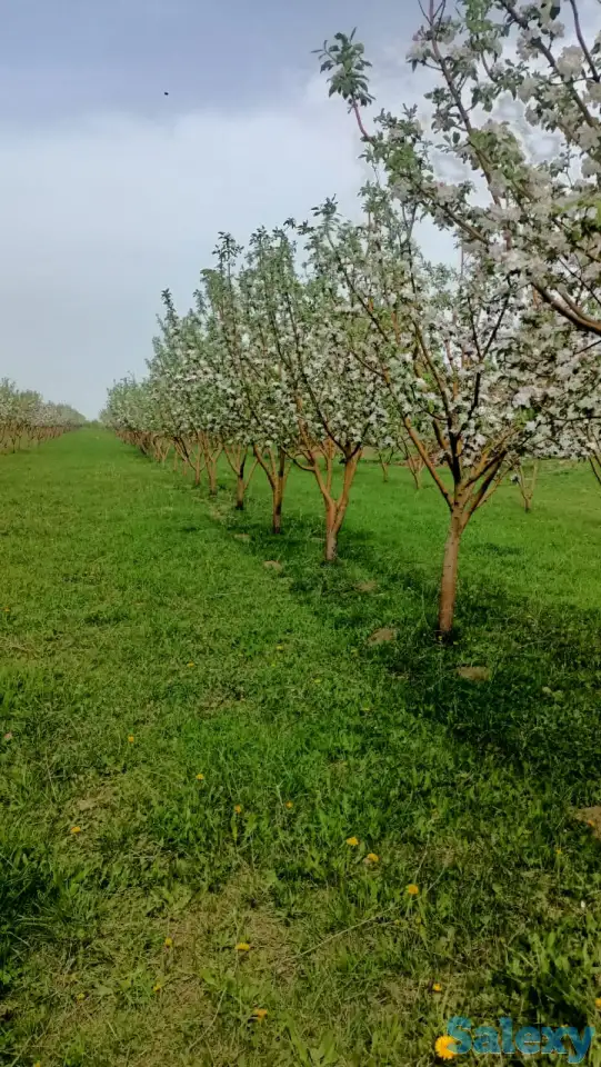 Продам яблоневый сад, фотография 5
