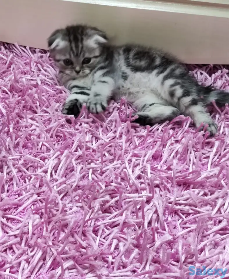 Продаются шотландские вислоухие котята, фотография 3