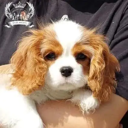 Профессиональный питомник ANGEL MECHTY., фотография 1