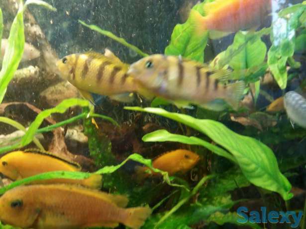 Ломбардр, фотография 1