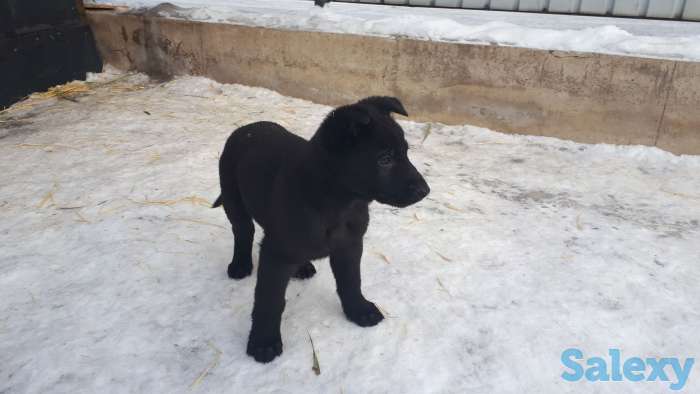 Срочна продам щенков ВЕО, фотография 6