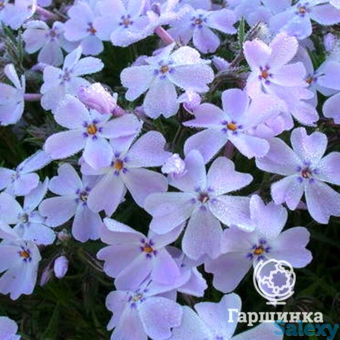 Флокс шиловидный Г.Ф. Вилсон, фотография 1