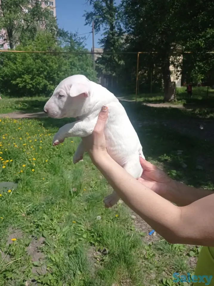 Миниатюрный бультерьер, фотография 15