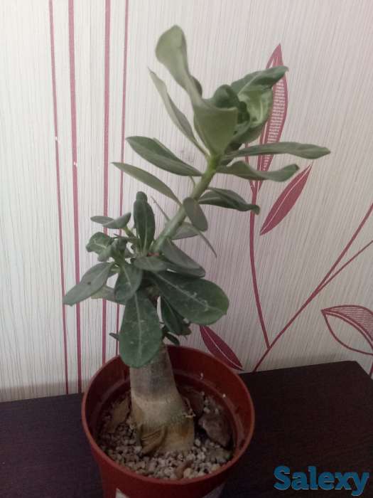 Адениум, фотография 5