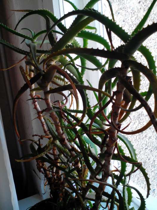 Продам алоэ, фотография 2