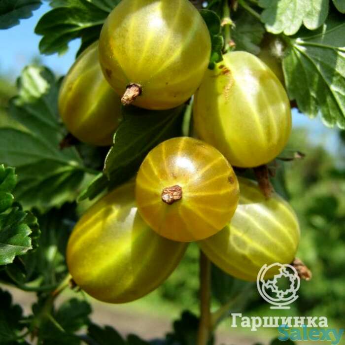 Крыжовник Белые ночи, фотография 1