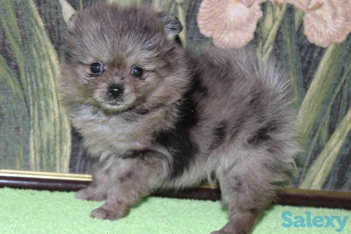 Продам девочек и мальчиков мерле, фотография 1