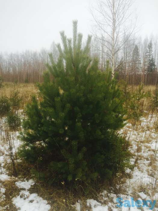 Саженцы крупномеры ель, сосна, береза, фотография 10
