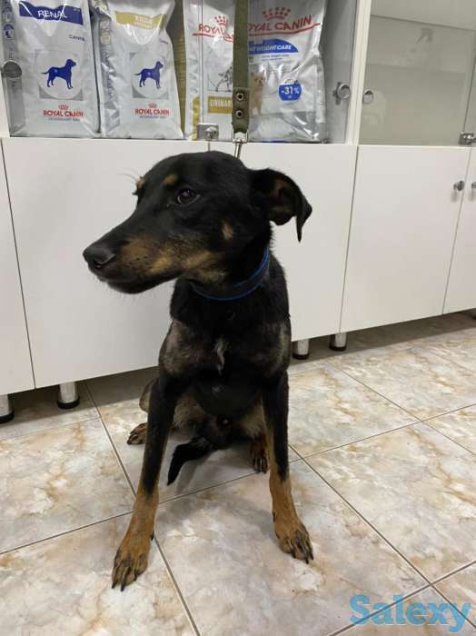 Отдам в хорошие руки, фотография 6