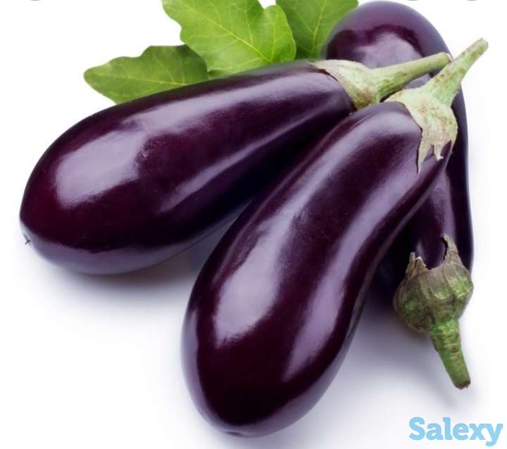 Рассада баклажан, фотография 1