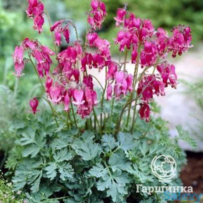 Дицентра кинг оф хартс, фотография 1