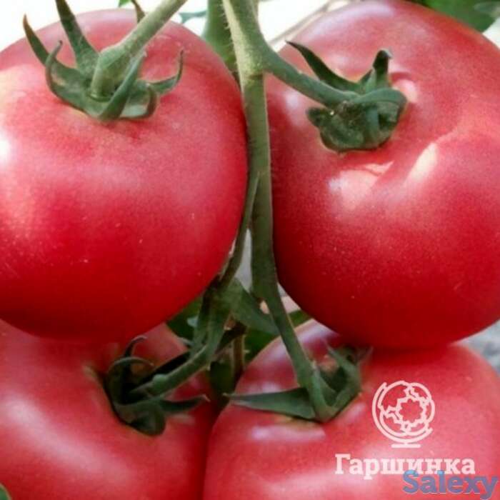 Семена Томат Бармалей 20 шт, фотография 1