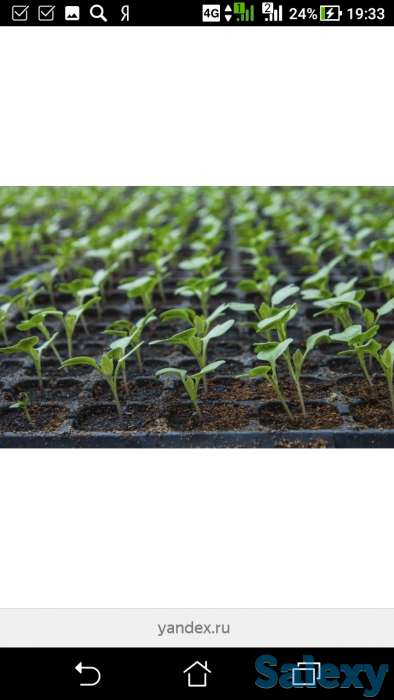 Рассада всех видов, фотография 1