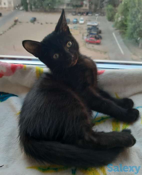 Котенок рочно ищет дом, фотография 2