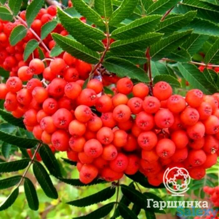 Рябина Невежинская, фотография 1