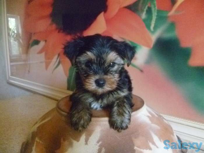 Щенки йоркширского терьера, фотография 2