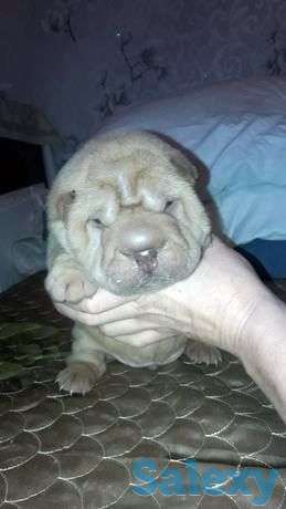 Щенок шарпея, фотография 1