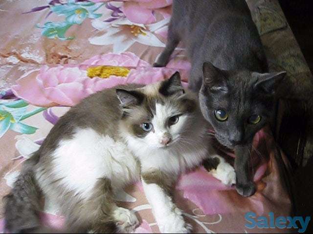 !!! Нужно спасать котов !!!, фотография 3