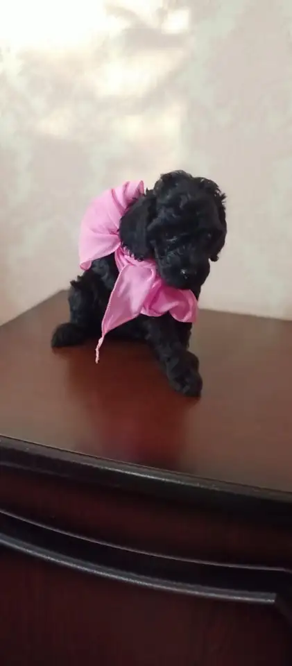 Продам щенков карликового пуделя, фотография 1