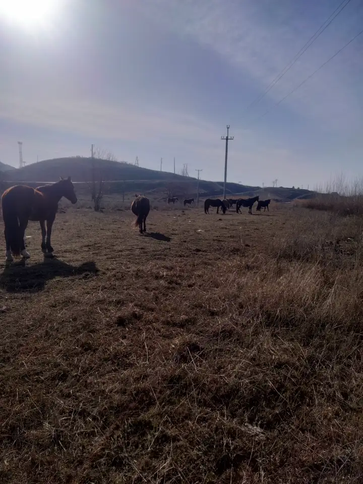 Продам лошадей кобылы 11 голов жеребые и с жеребятами., фотография 1