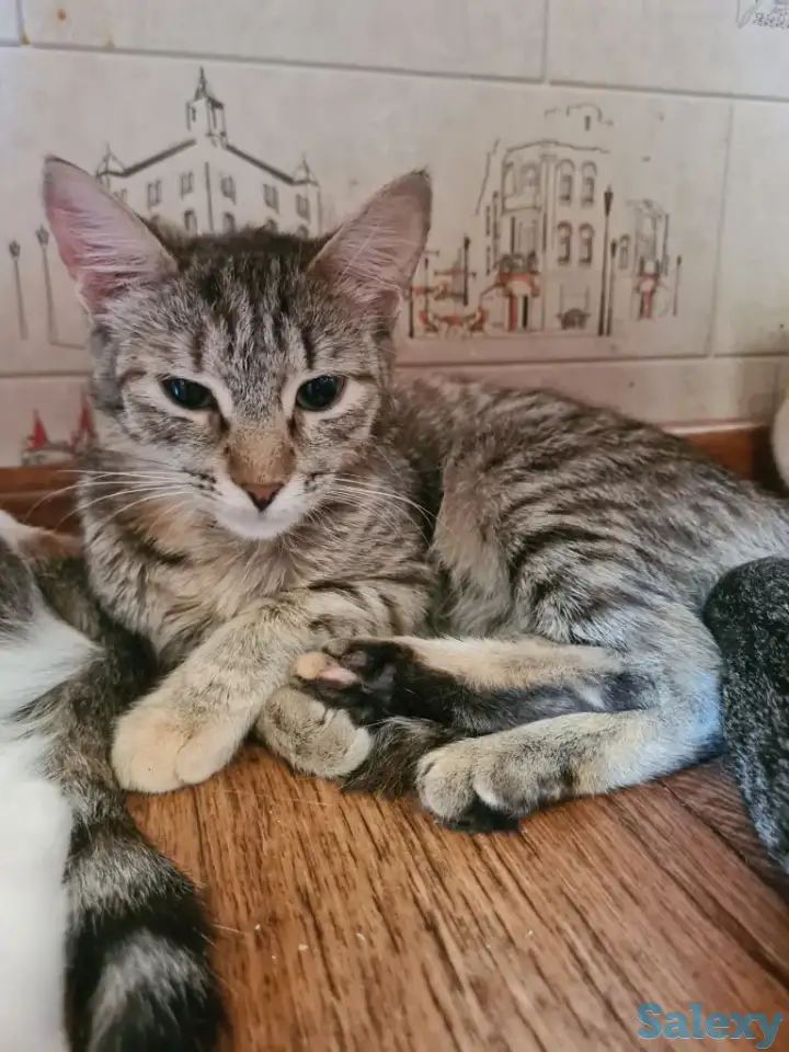 Ищу хозяина для кошечки, фотография 3