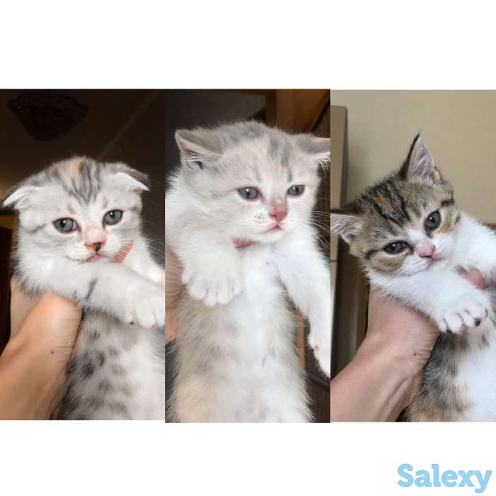Шотландские котята, фотография 1