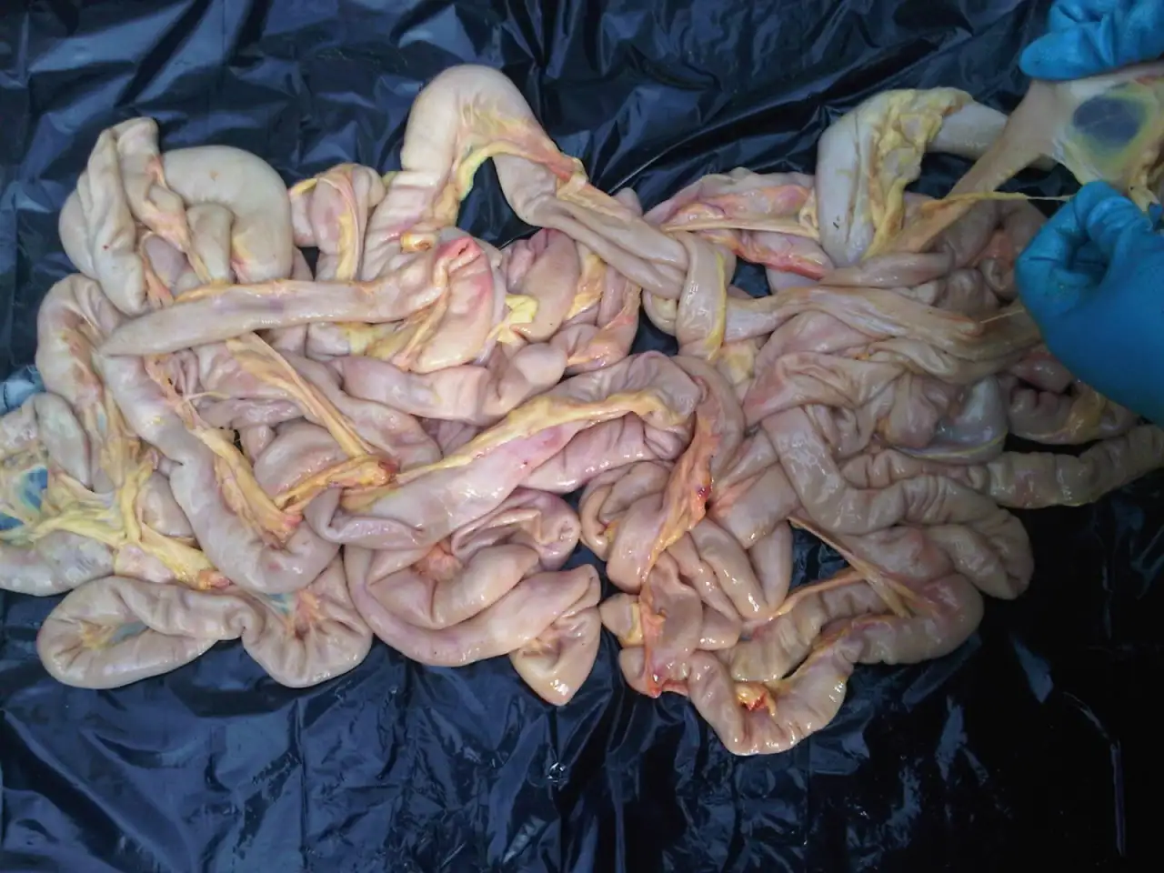 Конские Кишки, фотография 4