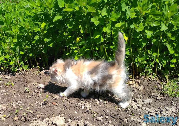 Отдам котят, фотография 2