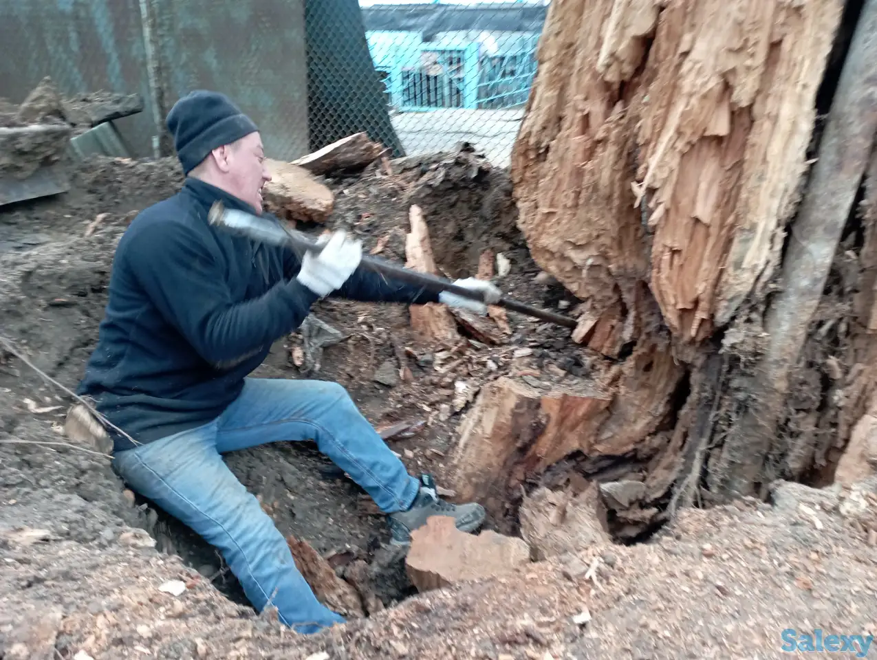 Спил, сруб деревьев, обрезка, кронировка, выкорчевка пней, фотография 8