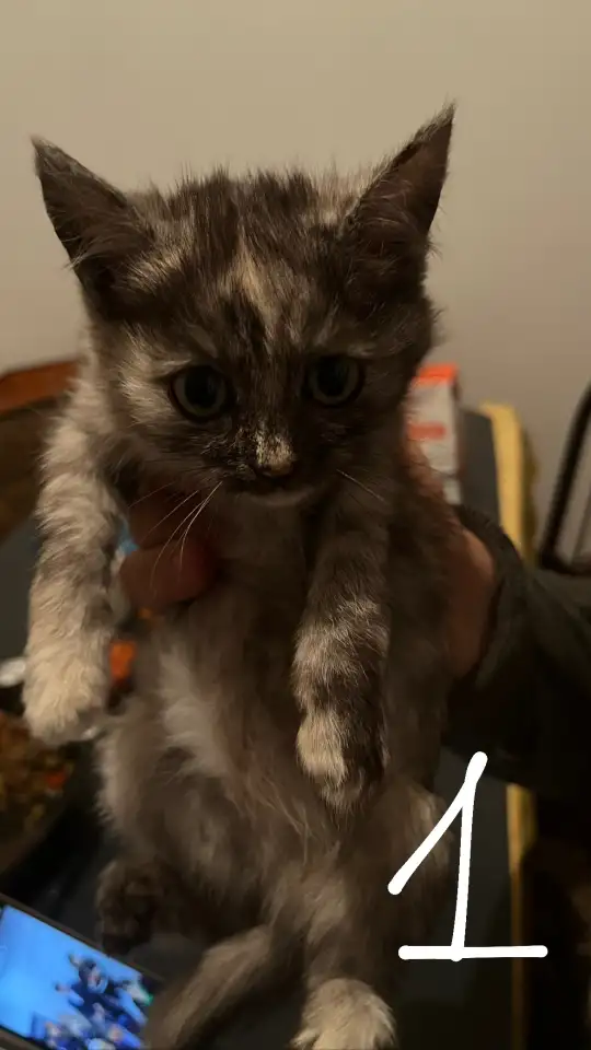 6 котят Девочки Есть домашнюю еду молококорм приучена к лоткуигривыемышеловки, фотография 2