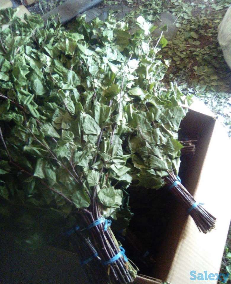 Дубовые веники, фотография 3