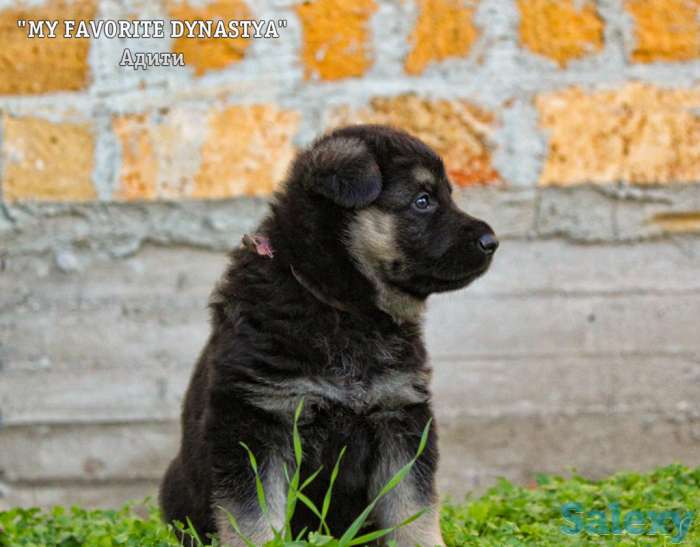 Щенки Восточноевропейской овчарки, фотография 9