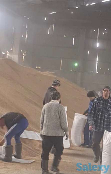 зерно/пшеница, фотография 1